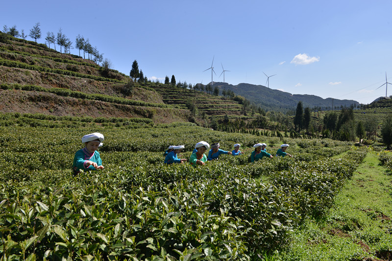 保基茶葉