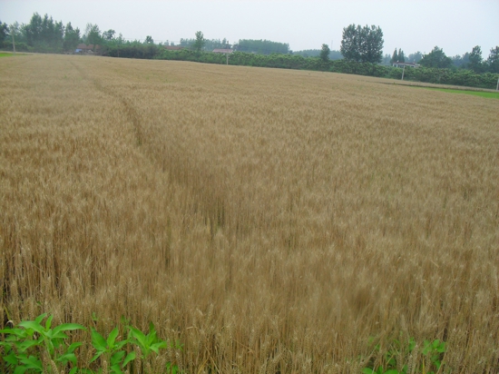 小麥種植基地