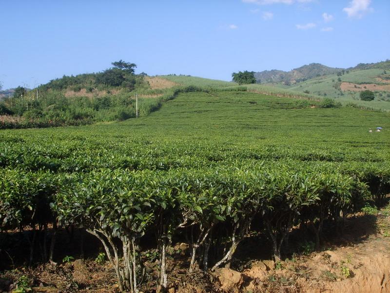 石佛洞村的茶園