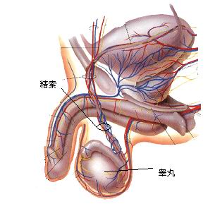 睪丸