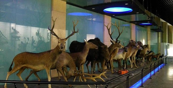 中國科學院動物研究所標本展示館