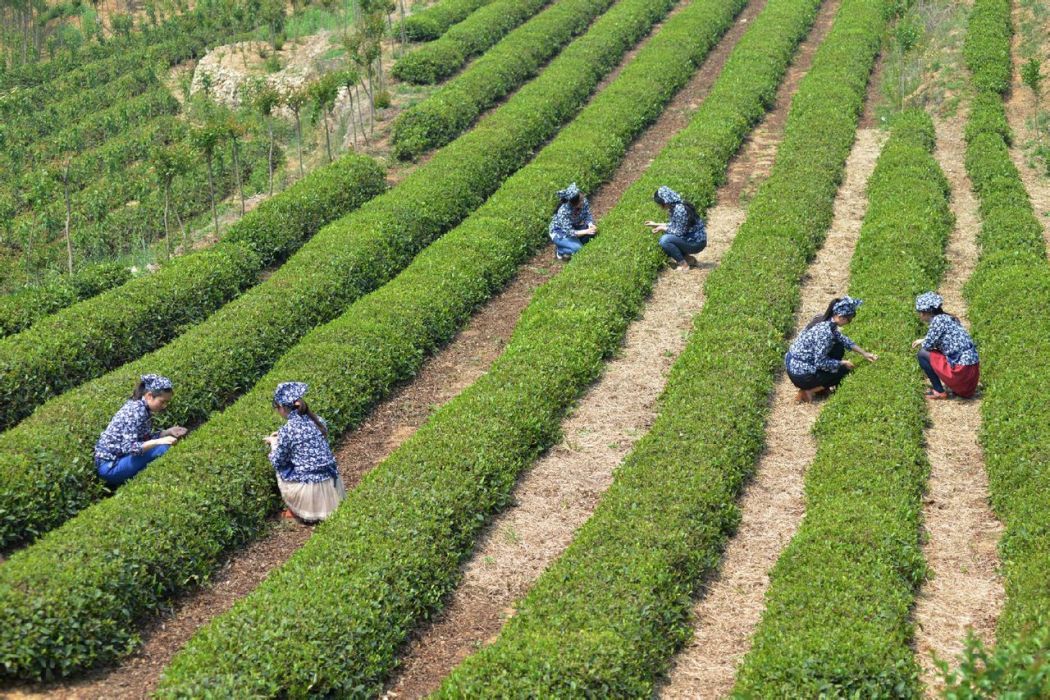 青島海青國際茶文化節