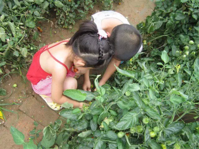 綠野仙蹤幼稚園 自留地種植收穫