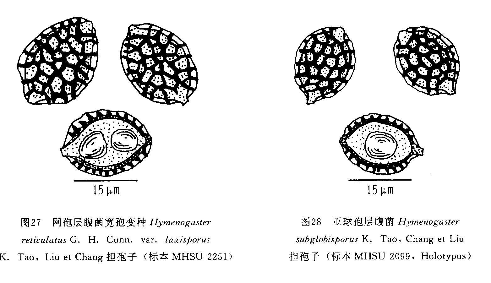 網孢層腹菌寬孢變種