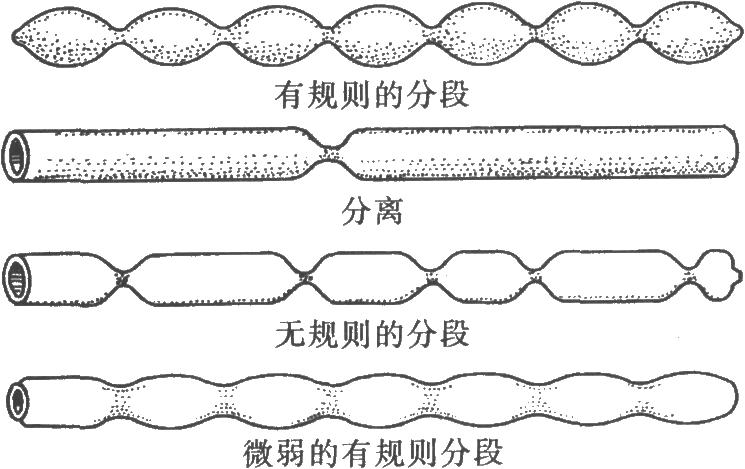 分節運動