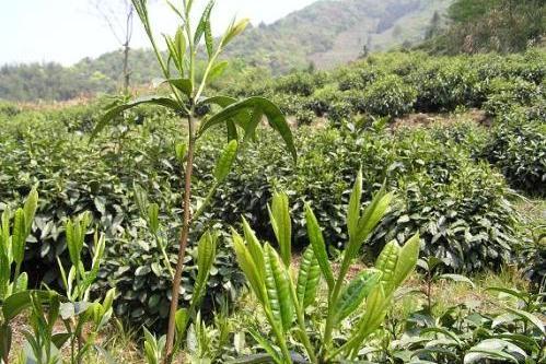 嶽麓山茶竿竹安徽太平群體