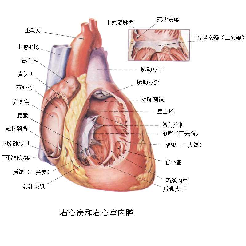 右心房和右心室的內腔