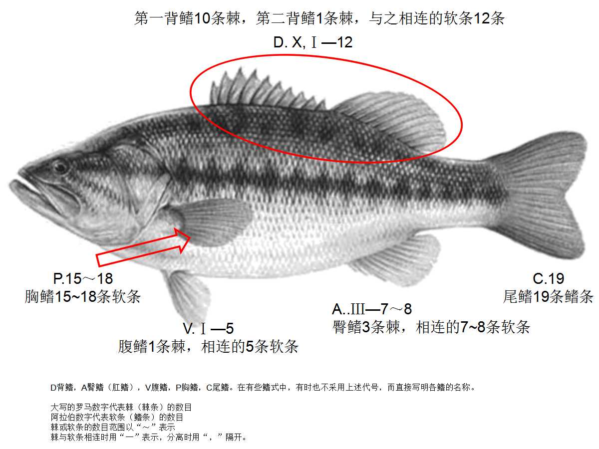 鰭式