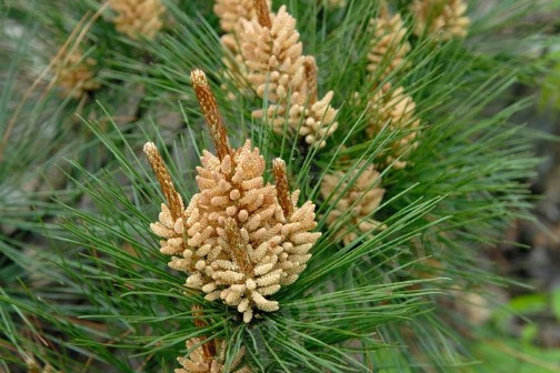 馬尾松無性系山羊7區471號