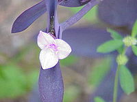 紫花鴨蹠草