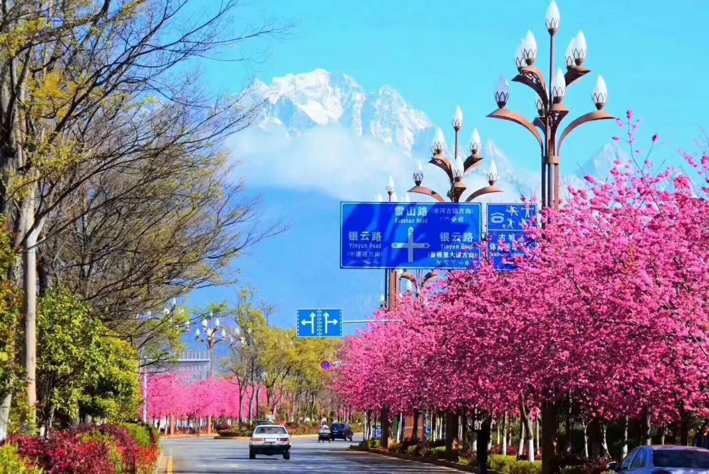 櫻花大道(麗江櫻花大道)