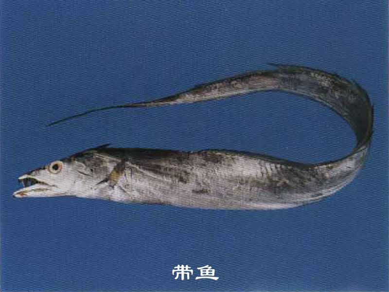 軟骨硬鱗魚類