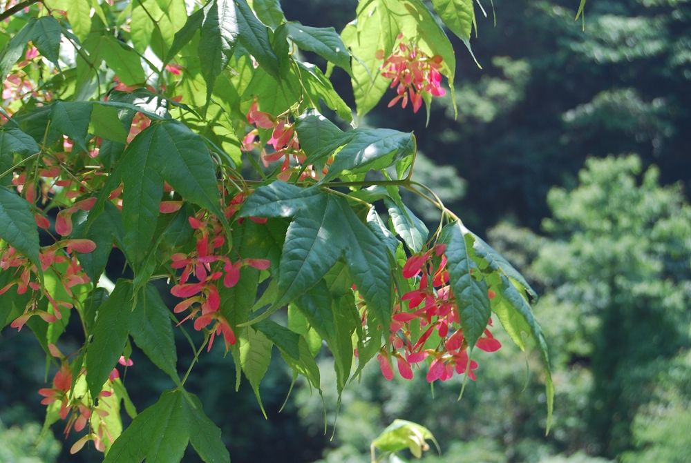 長尾槭（原變種）