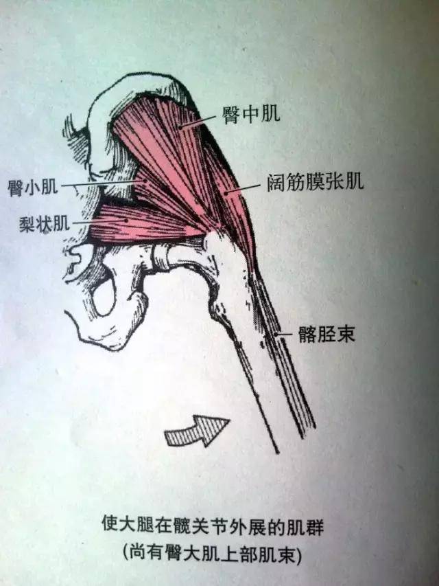 套用髂脛束條重建外側支持結構