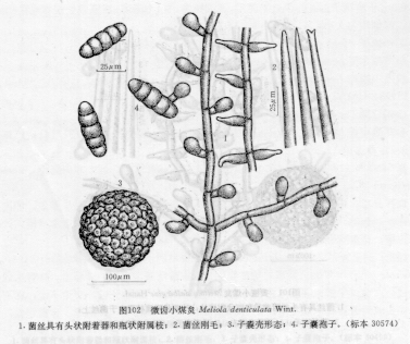 微齒小煤炱