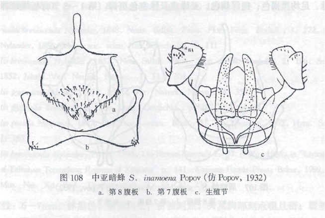 中亞暗蜂