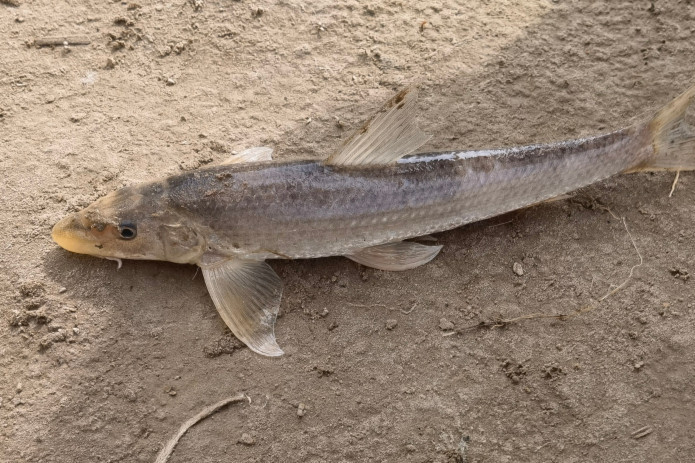 黃河魚屬