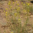 山柳菊葉糖芥(草地糖芥)