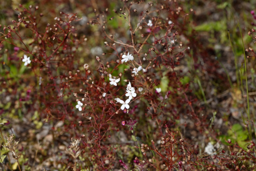 花崗茅膏菜