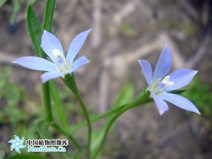 藍花參屬