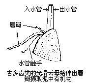 唇瓣