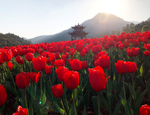 茶鄉花海