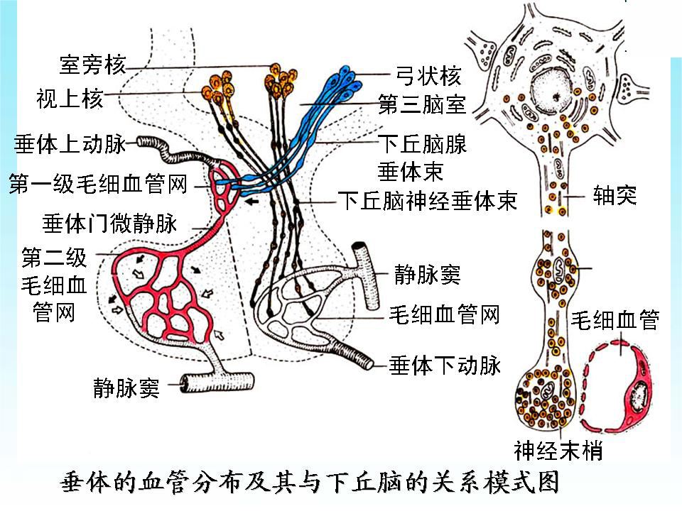 垂體門脈