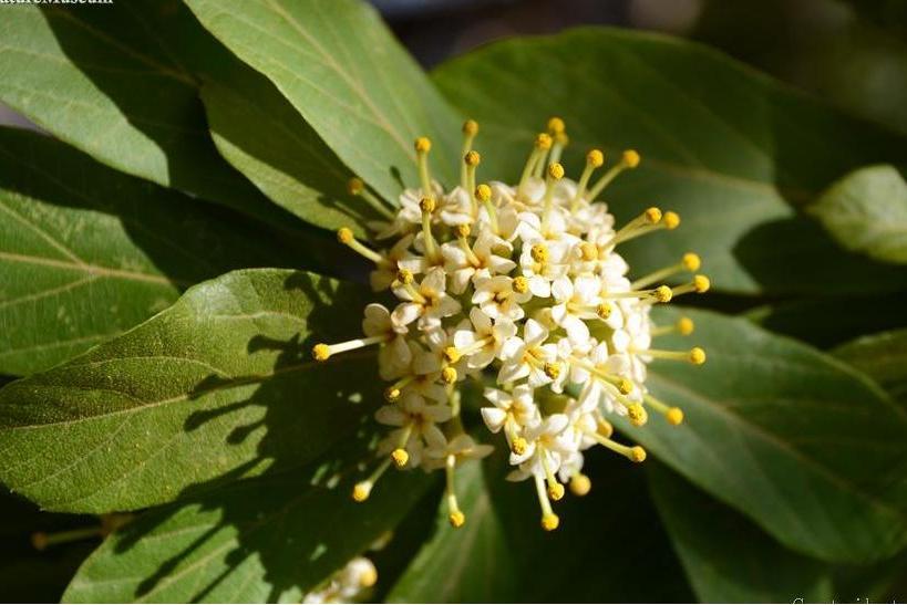 泰梭羅樹(泰梭羅（變種）)