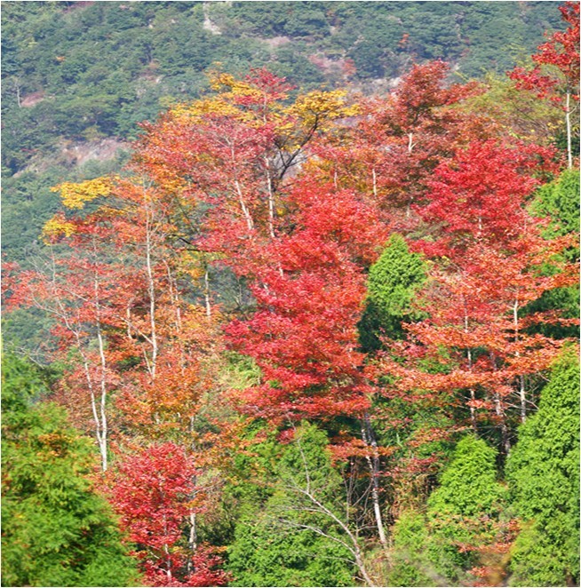 仙居縣(台州仙居)