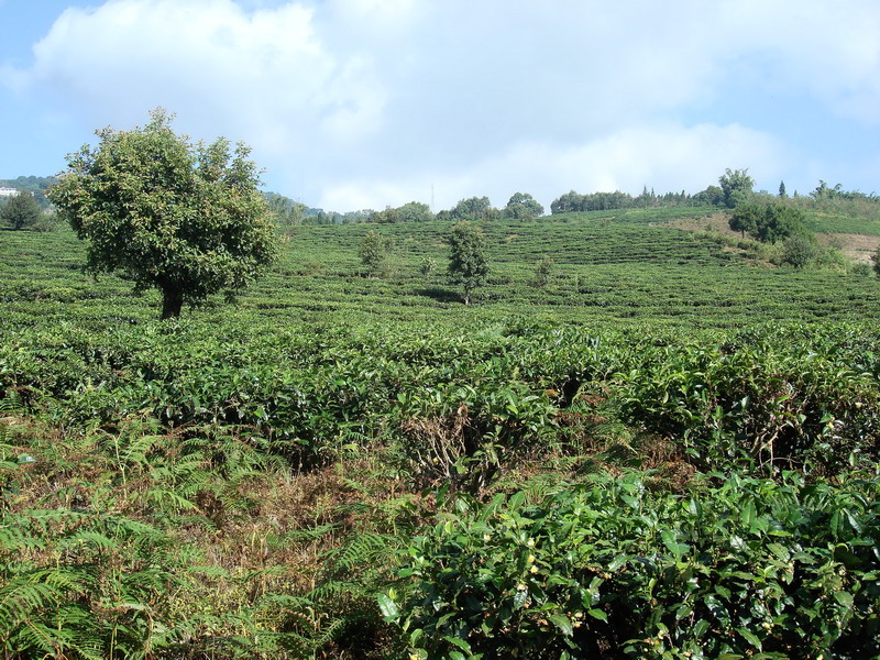 永格來村茶葉