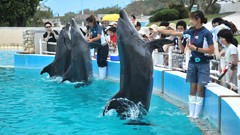 沖繩美麗海水族館