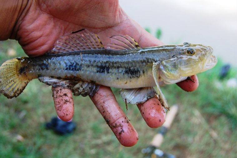 舌蝦虎魚屬