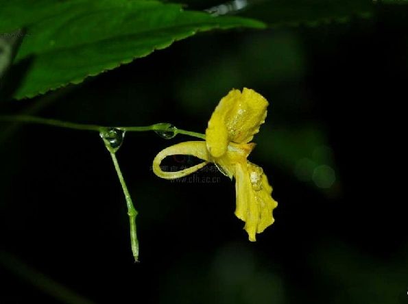 川鄂鳳仙花