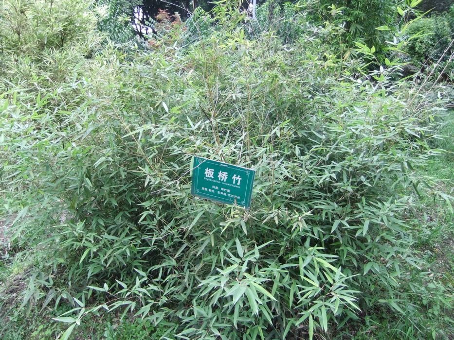 板橋竹(剛竹屬植物)