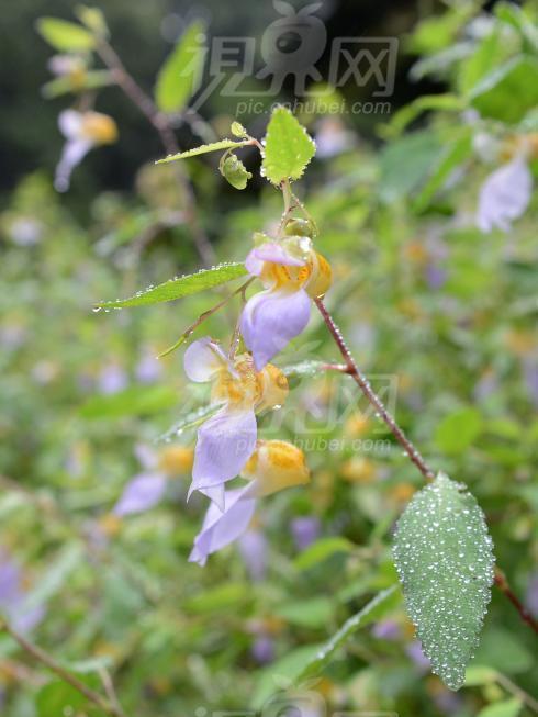 保康鳳仙花