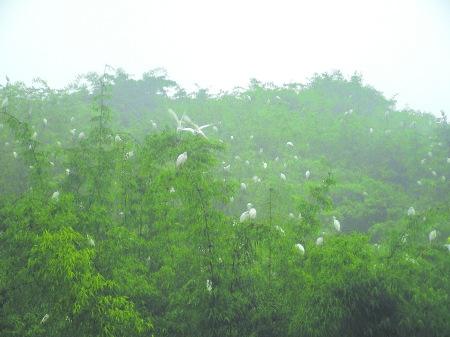 板橋鎮