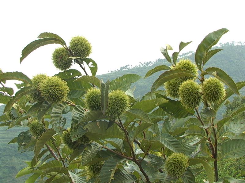 金家梁子村(雲南宣威市得祿鄉下轄村)