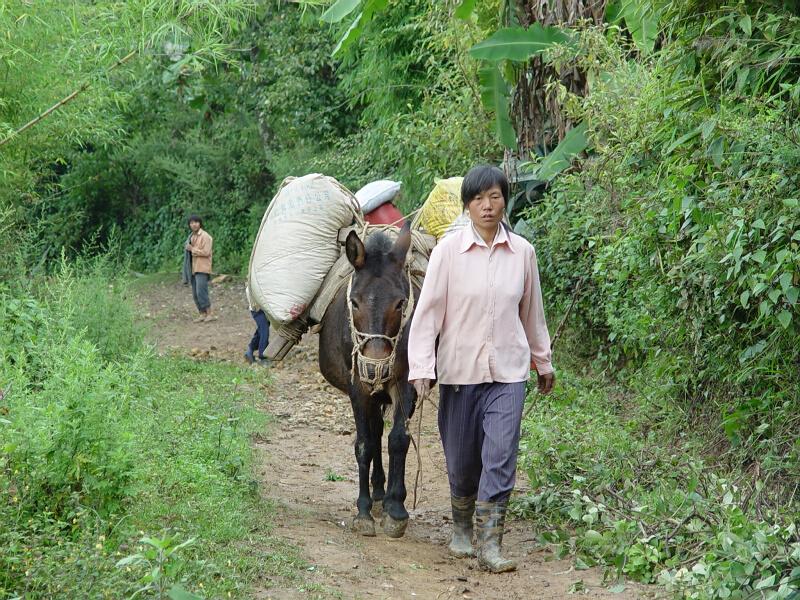 村內道路