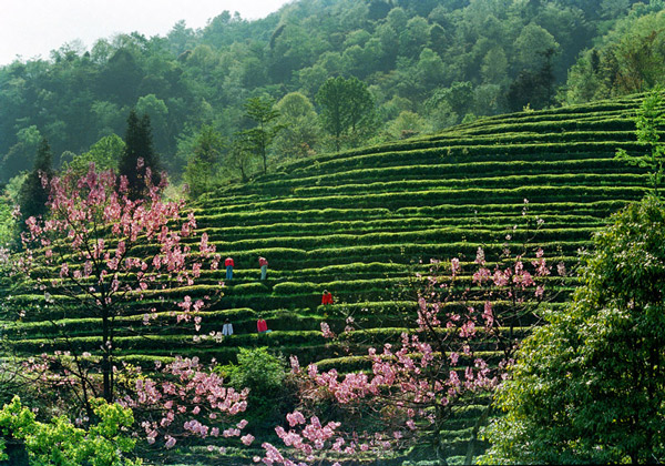 草子坪村