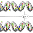SNP(單核苷酸多態性的簡稱)