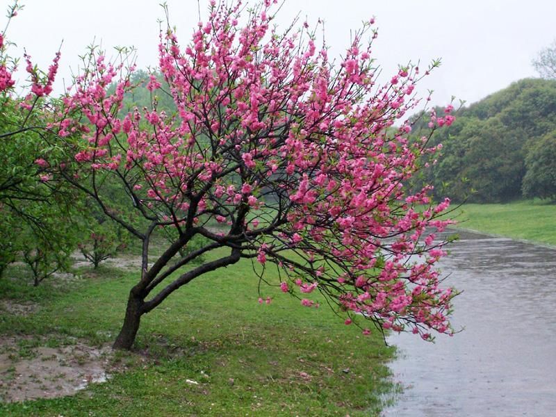 電視文學《祝福平安》