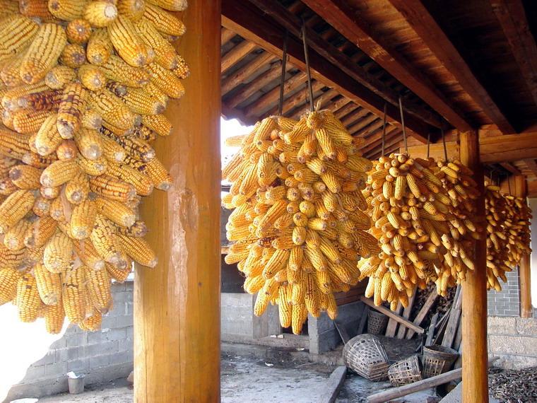 西河沖村特色產業－玉米