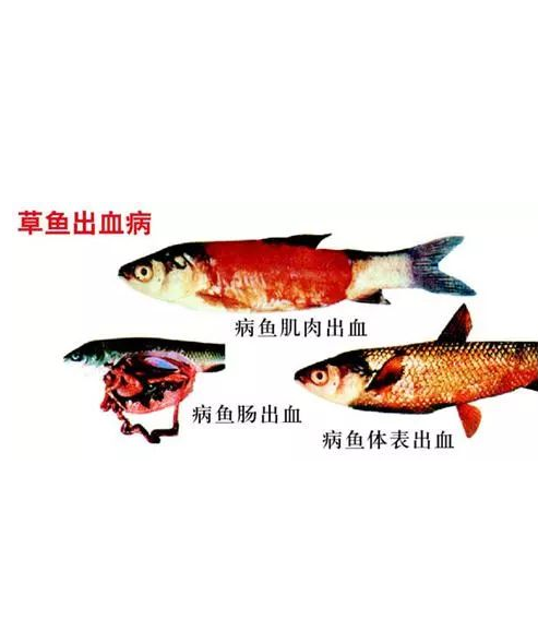 草魚病毒性出血病