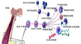 益腎養髓階梯治療體系