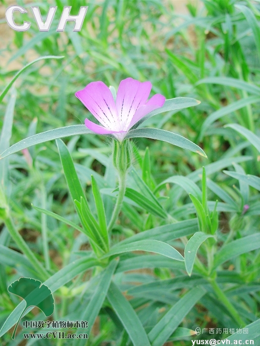 麥仙翁