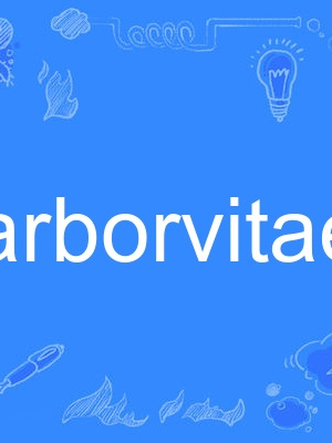 arborvitae