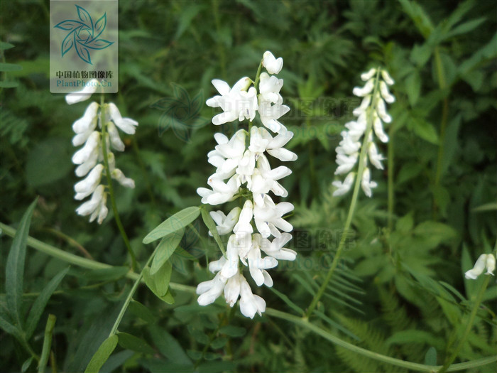 白花山野豌豆（變型）