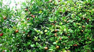 文成縣東溪鄉油茶基地