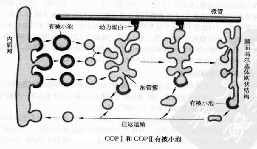 囊泡轉運