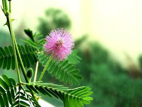 含羞草MIMOSA.